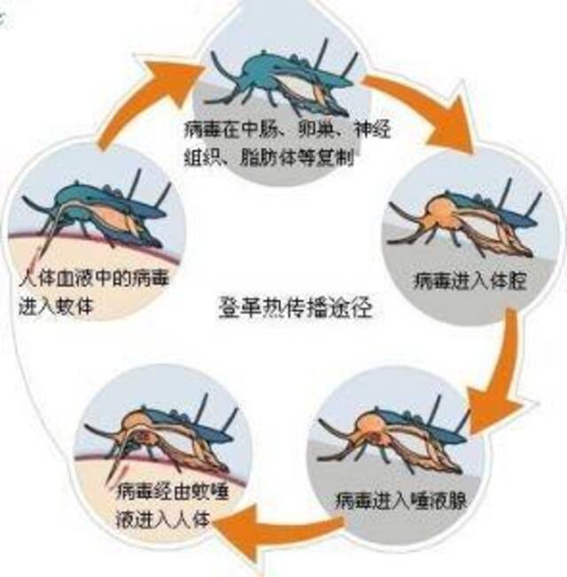 图源：“中国疾控动态”微信