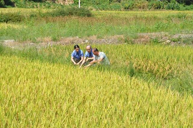 8月7日,重庆市梁平区检察院检察官对复垦农田进行回访,向村民了解水稻长势情况。