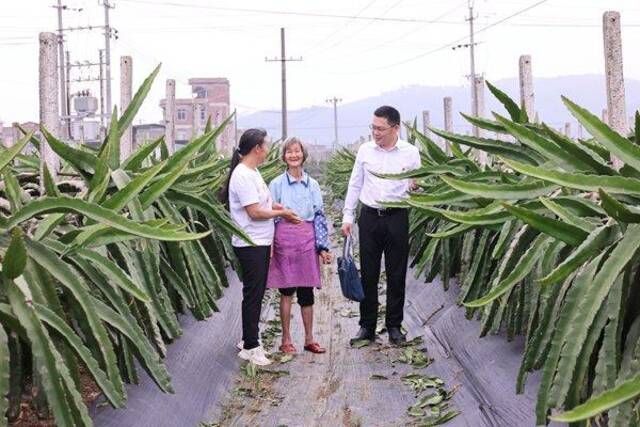 图为庞宝范（右）正在兴业县火龙果种植基地走访，向群众了解乡村振兴项目资金落实情况。王帆摄