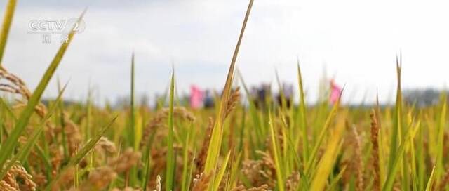 推进水稻产业升级换挡 北方水稻研究中心为提升粮食产能提供科技支撑
