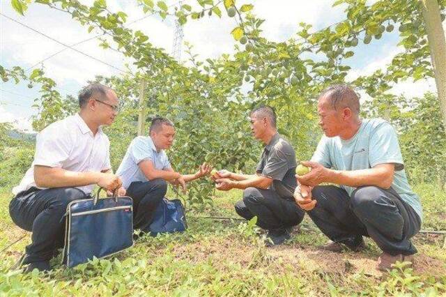 走进老区看振兴丨九月果飘香