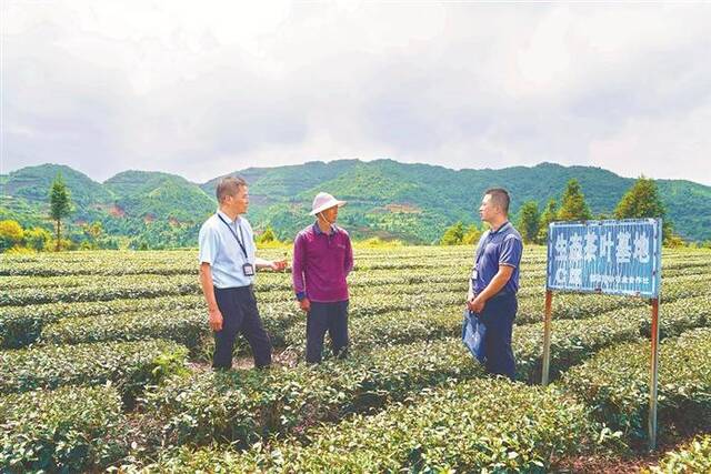 图为近日，福建省安溪县纪委监委驻县农业农村局纪检监察组联合西坪镇纪委了解茶叶专业合作社发展情况。林伟彬摄