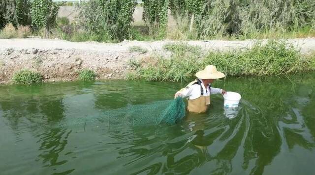 8月31日，在新疆阿克苏市润泽农庄养殖基地，养殖户周京森拿着网兜起虾。赵士杰摄
