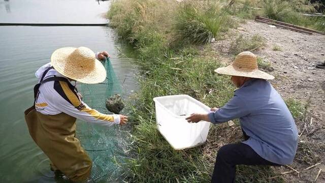 8月31日，新疆阿克苏市润泽农庄养殖基地，养殖户拿着网兜起虾。赵士杰摄
