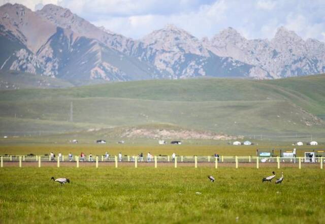 这是在四川省阿坝藏族羌族自治州若尔盖县花湖湿地拍摄的黑颈鹤。新华社记者王曦摄
