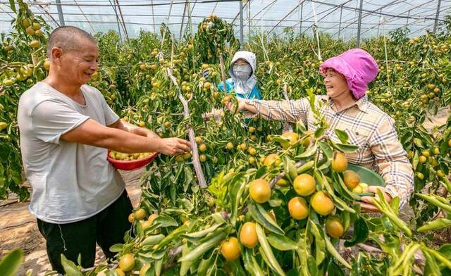 高质量发展调研行丨陕西大荔：科技助力农业丰产 黄河岸畔冬枣飘香