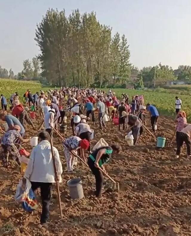 多位村民在地里刨没挖净中药。图/视频截图