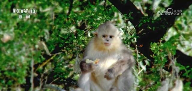 加强生物多样性保护 “雪山精灵”滇金丝猴种群数量稳步增加