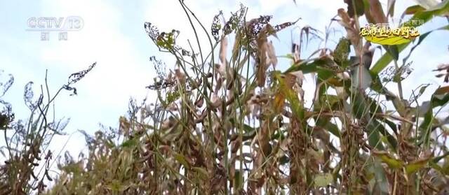 发展大豆玉米带状复合种植 挖掘潜力提升大豆产能