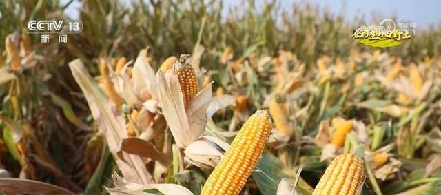 湖北襄阳300万亩玉米迎丰收 科学种植提效增产