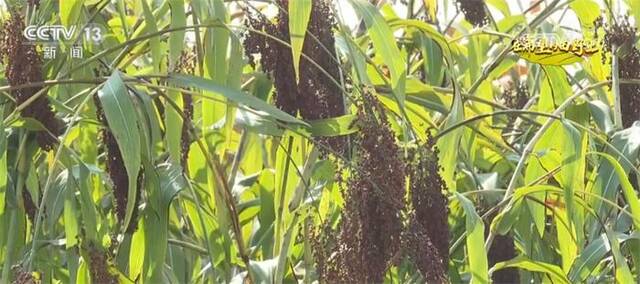 近17万亩高粱喜获丰收 成熟种植模式+完善产业链条助增收