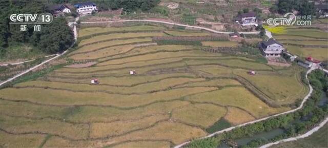 全国多地稻谷黄秋收忙 机械化助力颗粒归仓