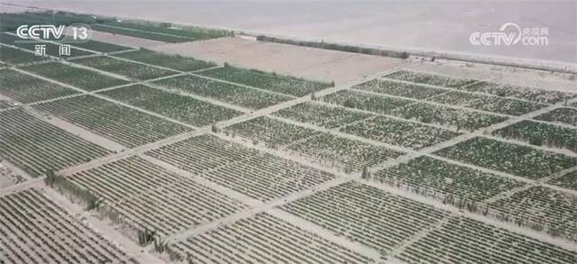 新疆各类瓜果持续丰收上市 “红玛瑙”葡萄走上百姓餐桌