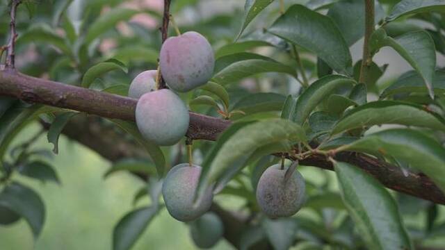 茵红李