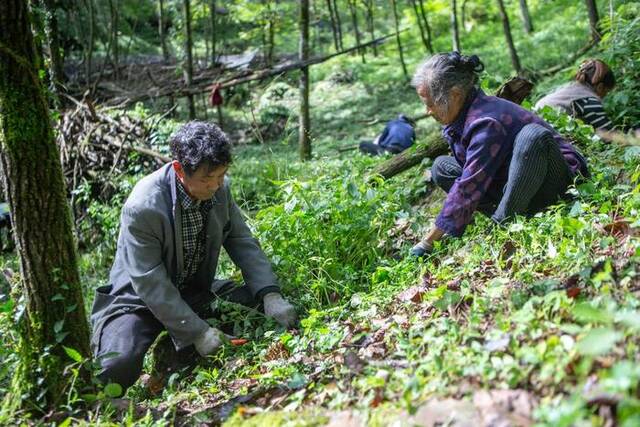 9月13日，在城口县高燕镇红军村黄连种植基地，村民在除杂草。新华社记者储加音摄