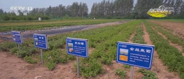 安徽亳州花茶产业已带动超8万人就业 大数据助力农民增收