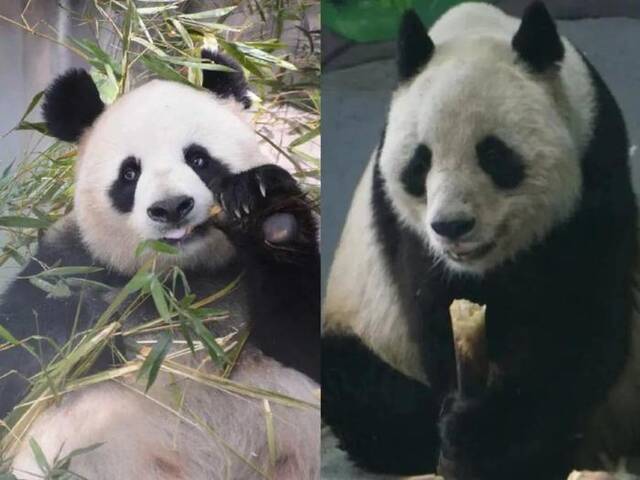 大熊猫“公主”“融融”去世