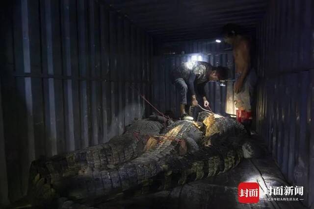 9月16日深夜被捕获的3条鳄鱼。