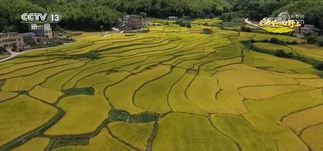 旱稻种在山坡上 拓宽丘陵山地粮食增产新空间