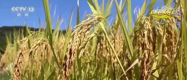 旱稻种在山坡上 拓宽丘陵山地粮食增产新空间
