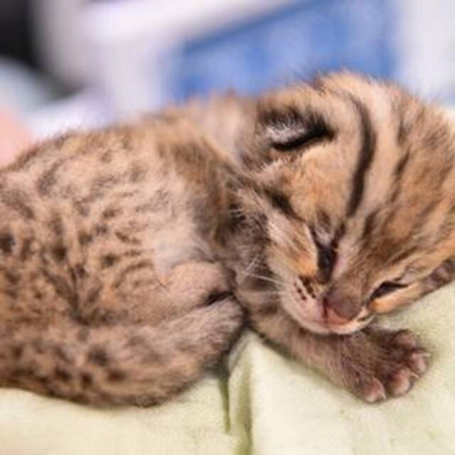 心都萌化了！深圳发现并救助一只野生豹猫幼崽