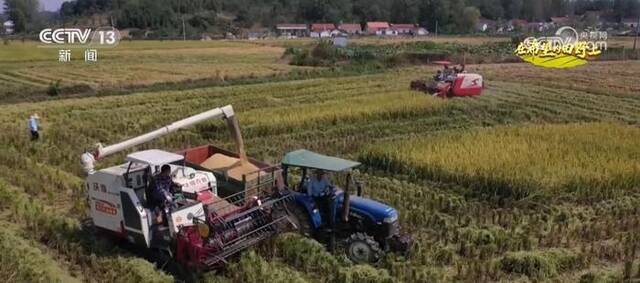 湖北宜城运用绿色高质高效技术 提升水稻产量、品质