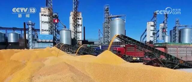 科技加持小玉米含“金”量十足 串起“黄金”大产业
