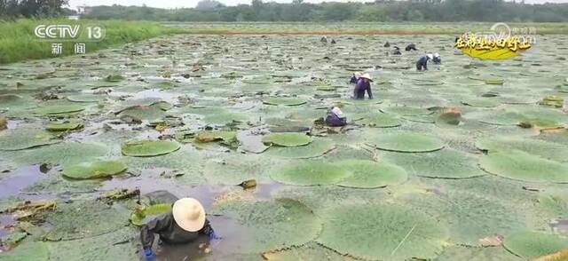 金秋时节结硕果 应季特色经济作物进入采收高峰期