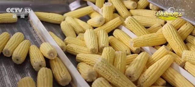 鲜食玉米抢“鲜”上市 打造全产业链项目 推进规模经营