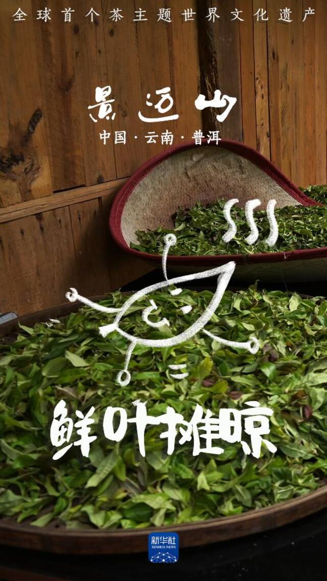 说TA是茶届“顶流”可一点也不过分！