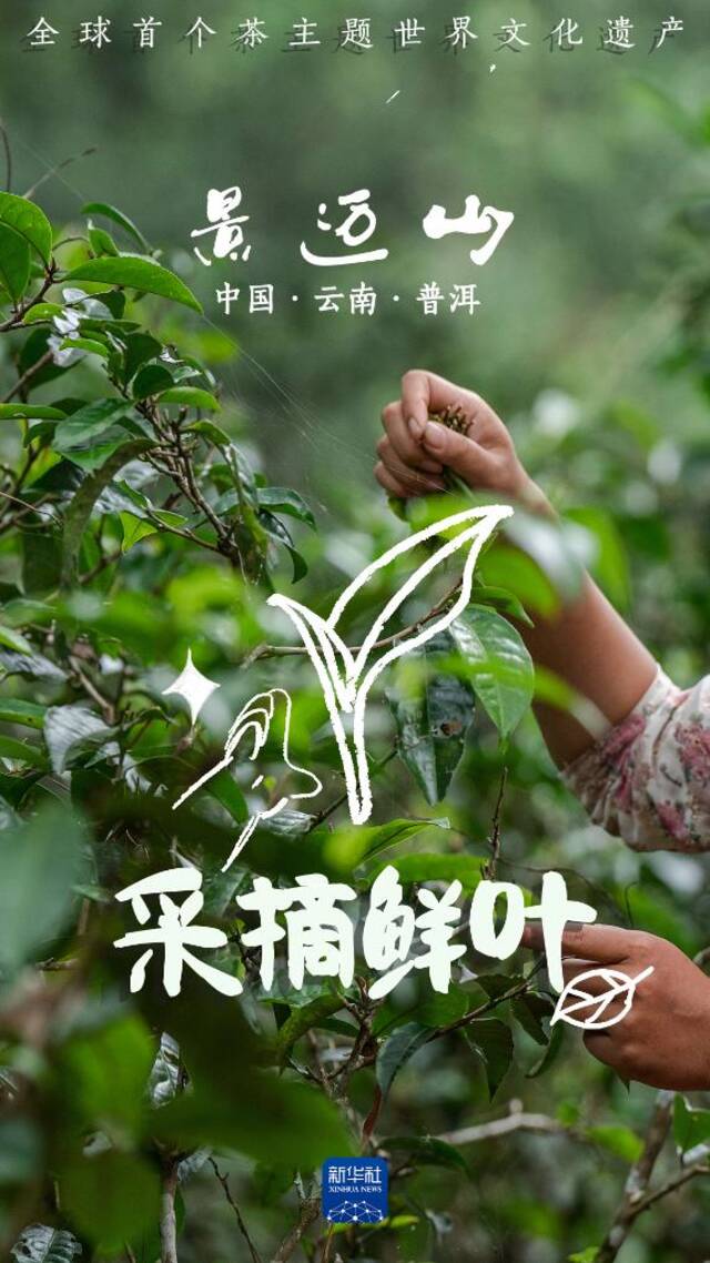 说TA是茶届“顶流”可一点也不过分！