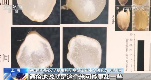 空间站各类科学实验稳步推进 “太空水稻”研究取得阶段性成果