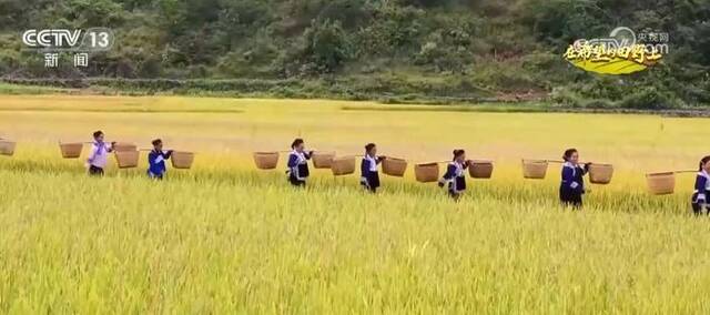 风吹稻浪绘“丰”景 “公司+基地+科技+农户”模式助增产增收