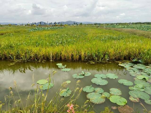 图为海浒社区种植的生态水稻。新华社记者黄韬铭摄
