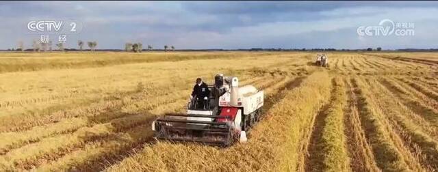 各地蔬果飘香采收忙 映出乡村金秋好“丰”光