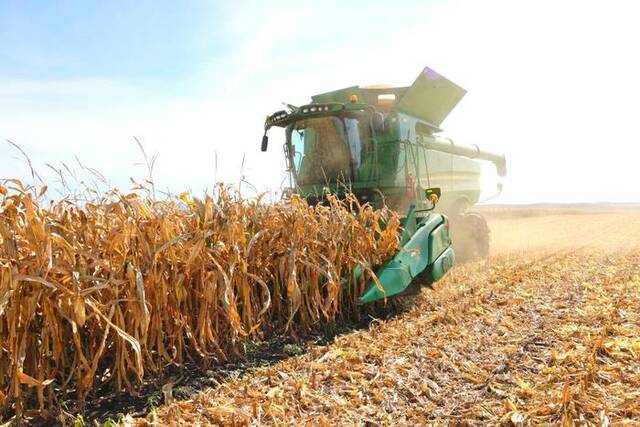 北大荒集团建设农场有限公司玉米收获现场。新华社发（许颖献摄）