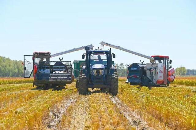北大荒集团二九〇农场有限公司水稻收获现场。新华社发（徐磊摄）
