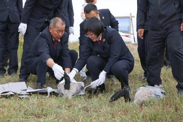 三十九只鹤重回天空