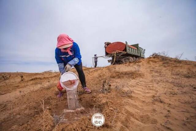 基地工作人员为树苗浇水图/腾格里沙漠锁边生态公益基地