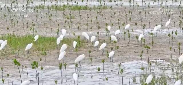 各地采取多项措施推进湿地保护与发展 生态保护修复成效显著