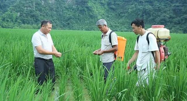 今年5月，杨代军（左）在岑巩田间和当地技术人员交流杂交水稻制种。新华网发（受访者供图）