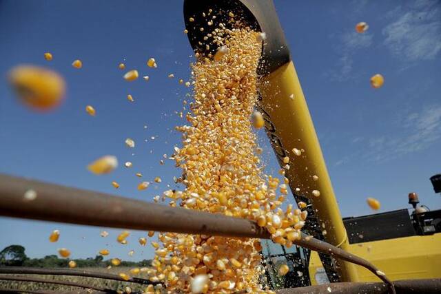 中国调整玉米进口方向转向巴西 美失去“霸主”地位