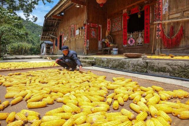 黔东南州施秉县牛大场镇石桥村村民在晾晒玉米。（磨桂宾摄）
