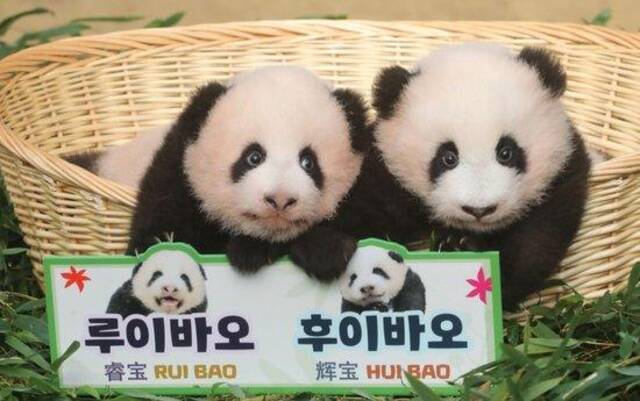 名字公布！韩国诞生的大熊猫双胞胎 取名“睿宝”和“辉宝”