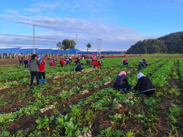 舒兰市开原镇农民采摘成熟秋菜。（受访者供图）