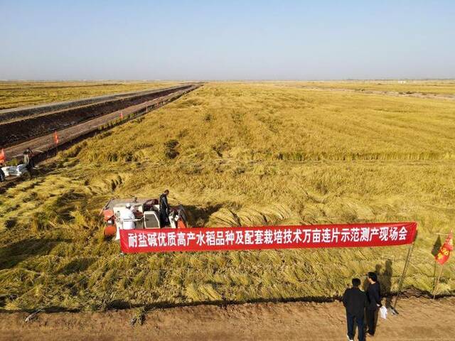 这是10月13日拍摄的新疆阿拉尔市测产田块现场画面（无人机拍摄）。新华社记者高晗摄