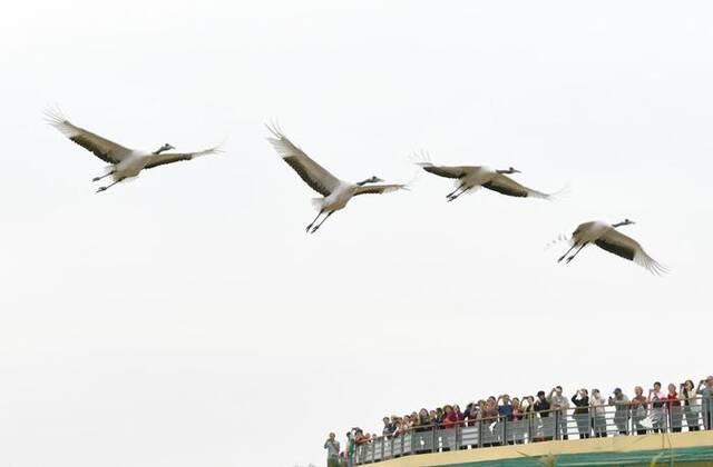 10月12日，一群丹顶鹤在东营黄河三角洲湿地飞翔。新华社记者徐速绘摄