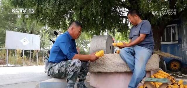 盐碱地上收水稻、复合模式搞种植……探索秋收大地里的丰产“密码”