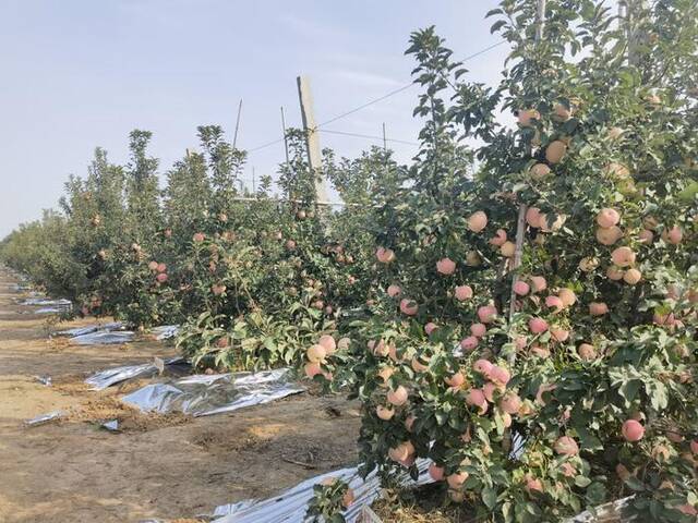 潍坊景海果蔬种植合作社的果园里结满即将成熟的苹果。新华社记者王志摄