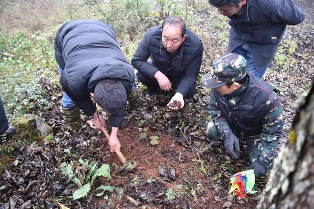 陆良县龙海乡群众在采挖松露。（受访者供图）